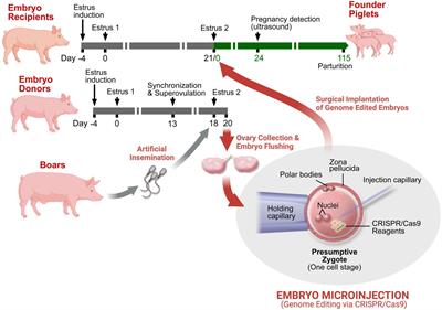 Assessment of Mosaicism and Detection of Cryptic Alleles in CRISPR/Cas9-Engineered Neurofibromatosis Type 1 and TP53 Mutant Porcine Models Reveals Overlooked Challenges in Precision Modeling of Human Diseases